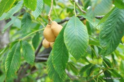Aesculus pavia — photo 4